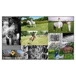 Equestrian Life in the Hamptons by Blue Carreon - Foundation Goods